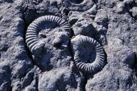 Dalle à Ammonites , Coroniceras multicostatum (Digne, Alpes de Haute-Provence)